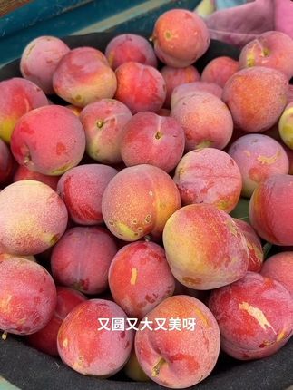 #快来一起尝个鲜 我们东北的桃李子熟了,这个李子皮薄肉厚,黄茶果肉果糊小,特别好吃