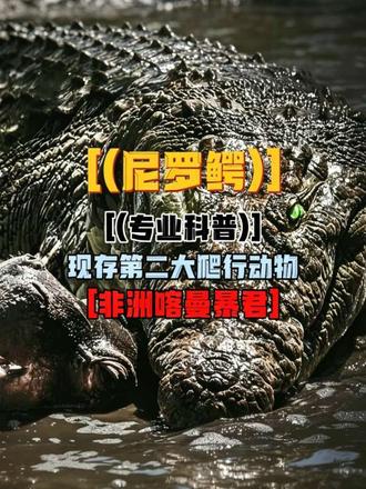 尼罗鳄的详细科普,让你重新认识这位古老的庞大生物 #非洲野生动物 #创作者中心 #创作灵感 #科普动物世界 #科普尼罗鳄鱼