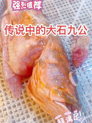 海钓野生石九公鱼石狗公鱼.汕尾码头海鲜原产地.#同城美食 #旅游景点
