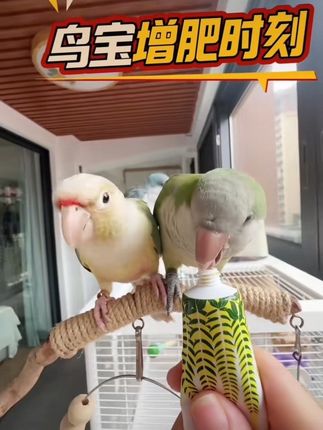 鹦鹉营养补膏,每日吃一点增肥靓羽#鹦鹉补膏 #鹦鹉营养补膏 #鹦鹉营养膏 #鹦鹉增肥食物 #鹦鹉增肥鸟食