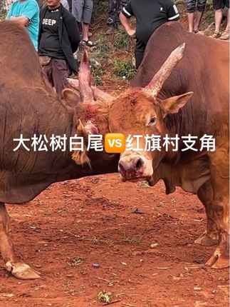 白尾🆚直角#创作人计划 #支持原创 #弘扬和传承民俗文化 @DOU+小助手 @抖音小助手 @抖音Dou+上热门