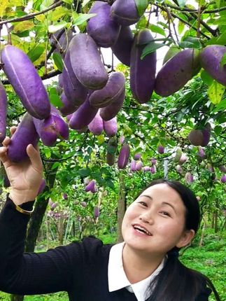 #特色水果八月瓜种植 #少籽紫果八月瓜苗