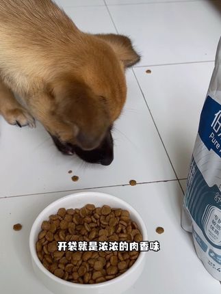 酥酥脆脆的就像吃小肉干一样#养狗分享 #养狗经验分享 #伯纳天纯 #养狗人 #家有馋狗
