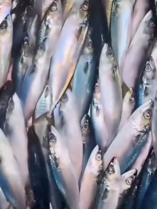 新鲜深海鲅鱼#超便宜超划算#妈呀太香了#鲅鱼#深海鱼#美食