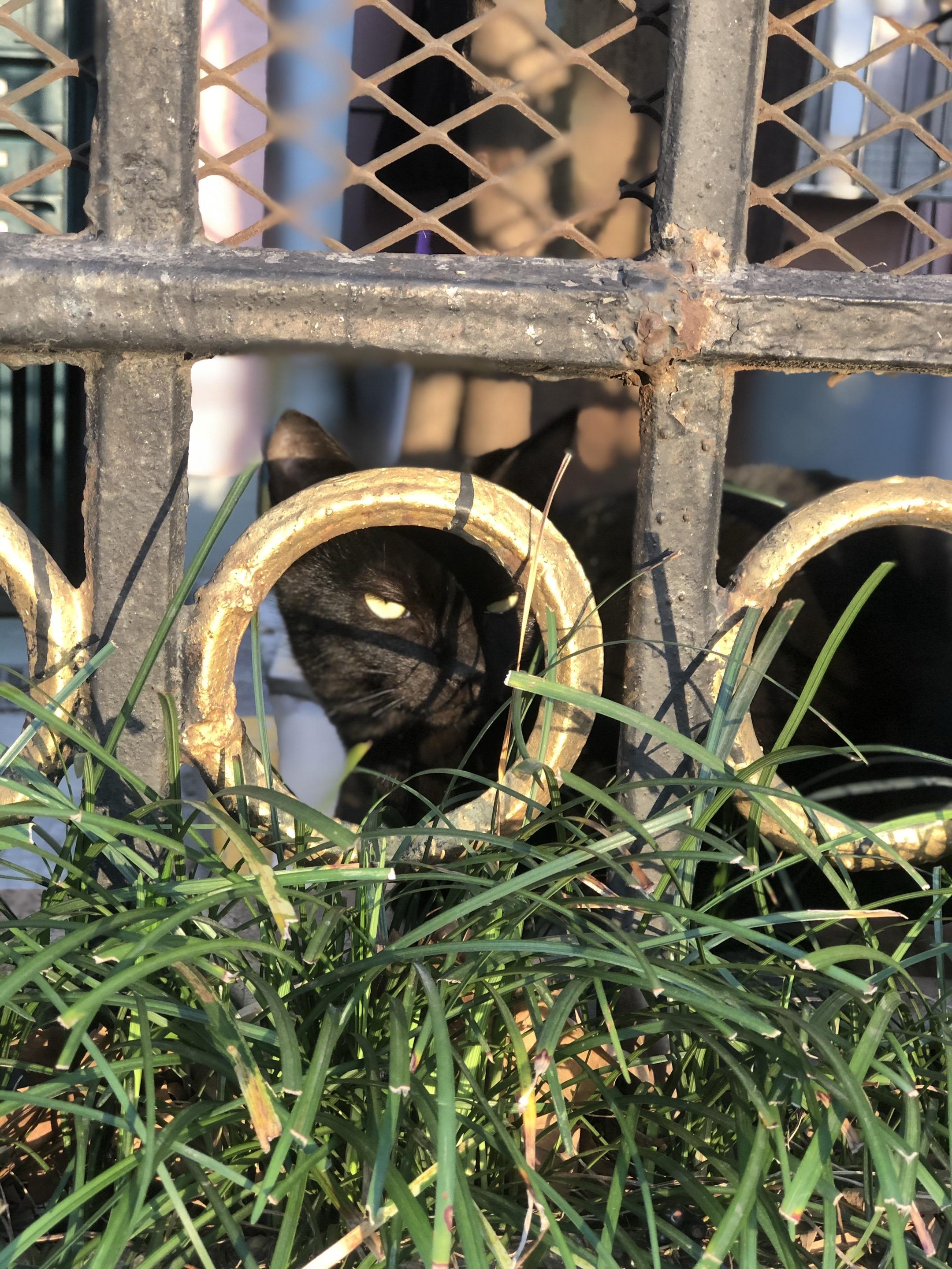 玄猫。#萌宠 #我和我的猫们 #动物的迷惑行为 #云吸猫 #猫生