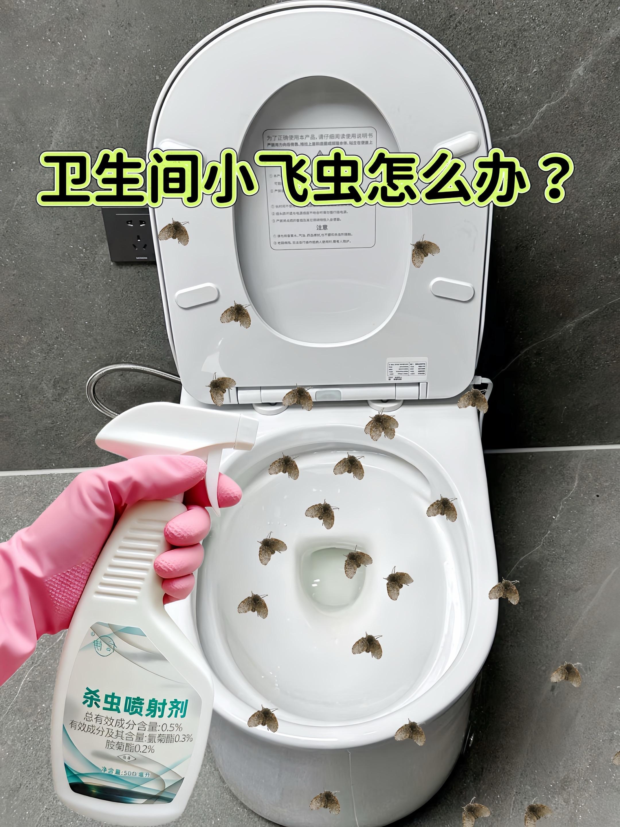 卫生间管道虫子往外飞?什么情况???#蛾蚋 #卫生间虫子 #下水道虫子往外飞 #下水道虫 #虫卵
