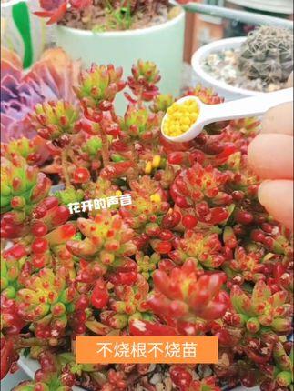 秋意越来越凉爽,记得给家里的肉肉施肥哟,多肉控释肥,养肉高手都在用的肉肉肥,控型上色不徒长!#爱生活爱养花 #多肉养护 #好物推荐🔥
