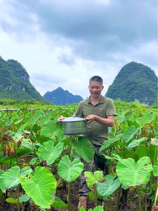 种在大山脚下的广西红芽小芋头开挖啦,粉糯香滑的口感,想吃的不要错过了#源头好货 #芋头#小芋艿#红芽芋
