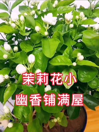 茉莉花香铺满屋,醒脑安神助健康#花卉绿植 #爱生活爱养花 #养花小知识 #茉莉花