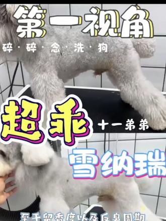 我是洗狗的请攻击我最薄弱的地方 今天洗雪纳瑞,碎碎念几句关于门店日常~
#沉浸式体验 #第一视角 #雪纳瑞 #宠物店日常vlog
