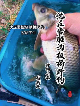 #原创视频 #钓鱼的乐趣只有钓鱼人懂 #热门话题1600000亿流量上热门 #野钓 长胜沟休闲野钓🎣强烈推荐水母拉➕果酸鲫鱼三件套