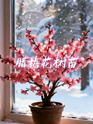 #盆景花卉 #阳台养花 #盆景艺术 #赏花 #美不美你说了算