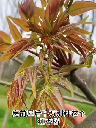 香椿种子四季种植家庭阳台小院盆栽地栽四季种植#家庭种植#香椿种植 #口感美味#香椿种子