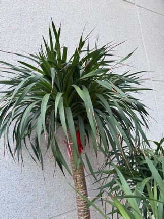 #露营灯 #户外灯 #野营灯