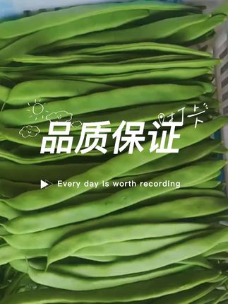 新鲜采摘的扁芸豆,翠绿饱满,健康美味首选!现正打包发货中,快来尝鲜吧~🥬💚 #优质农产品 #纯天然绿色食品 #新鲜蔬菜 #健康蔬菜 #新农人计划