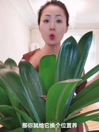 君子兰不开花,你就给它换个位置养! #君子兰 #养花匠#家庭养花