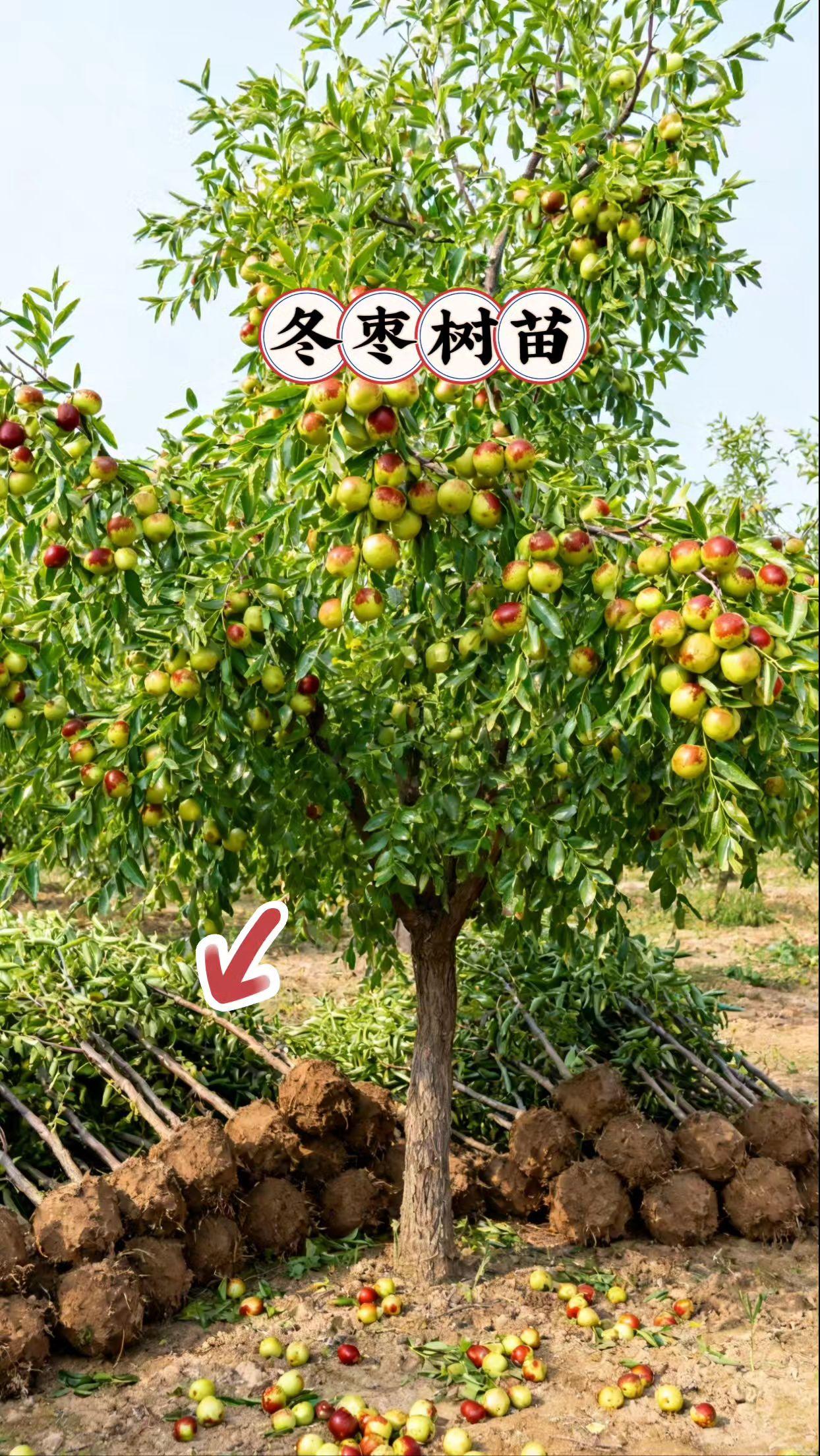 特大冬枣嫁接果树苗。家人们,想实现冬枣自由吗?快来看咱家的嫁接冬枣树苗吧!#果树苗 🌱它生长速度快,比普通树苗更早结果,让你不用苦等。而且抗逆性强,不管是寒冷地区,还是容易有病虫害的地方,它都能茁壮成长。结出来的冬枣果实硕大、脆甜可口,产量非常高,种上几棵,年年都能大丰收。 不管你是有小院,还是有闲置空土地的 ,都能种。现在正是种植的好时机,点击下方链接下单,把“摇钱树”带回家,明年就能品尝到自己种的冬枣啦 ! #冬枣树苗 #果树苗基地供应 #果苗种植 #三农种植
