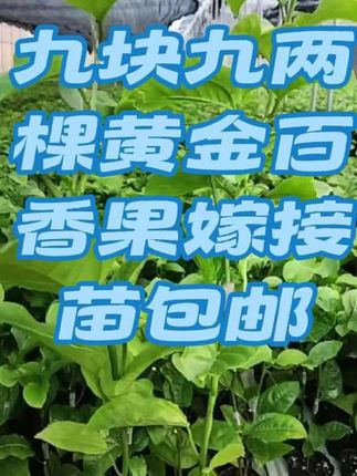 九块九两棵纯甜无酸黄金百香果嫁接苗当年种植当年有惊喜#黄金百香果 #优质种苗