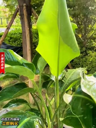 天堂鸟耷拉黄叶卷边,你就浇这种水,叶片宽大肥厚油绿有光泽#天堂鸟 #种植小技巧 #养花 #无限回购的宝藏单品 #三农流量扶持计划