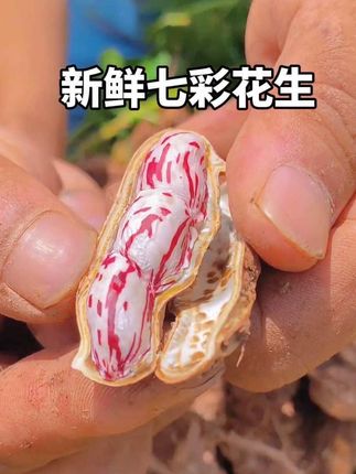 云南高山七彩花生,颗粒饱满,脆甜多汁,吃起来有一股淡淡的奶香,用来水煮,煲汤又香又好吃,新鲜现挖现发!#七彩花生#花生#新鲜#你们吃过吗#营养丰富