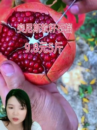 #应季水果 #新鲜采摘 #软籽石榴 #原产地 9.8元五斤,正宗的四川会理突尼斯软籽石榴,在不买过几天可就没了
