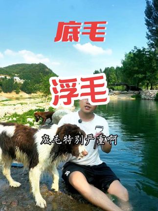 家里狗毛满天飞。狗狗身上的底毛废毛不去除,就像穿了一层大棉袄。想让狗狗凉快起来。可以试试#狗狗 #萌宠出道计划 #带着狗狗去旅行 #小狗🐶 #史宾格