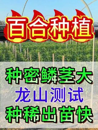 新一批百合种苗长势喜人,种植技术再升级!🌿 #百合种植#田稼保#种百合#中药材#药材种植