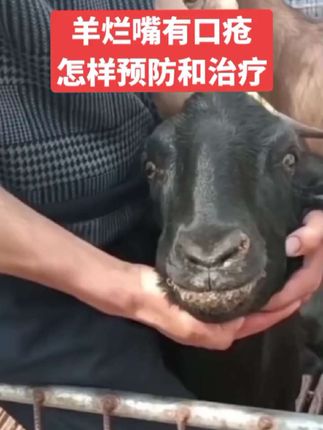 #牛羊养殖 #养羊技术 #养羊人 #农村养羊