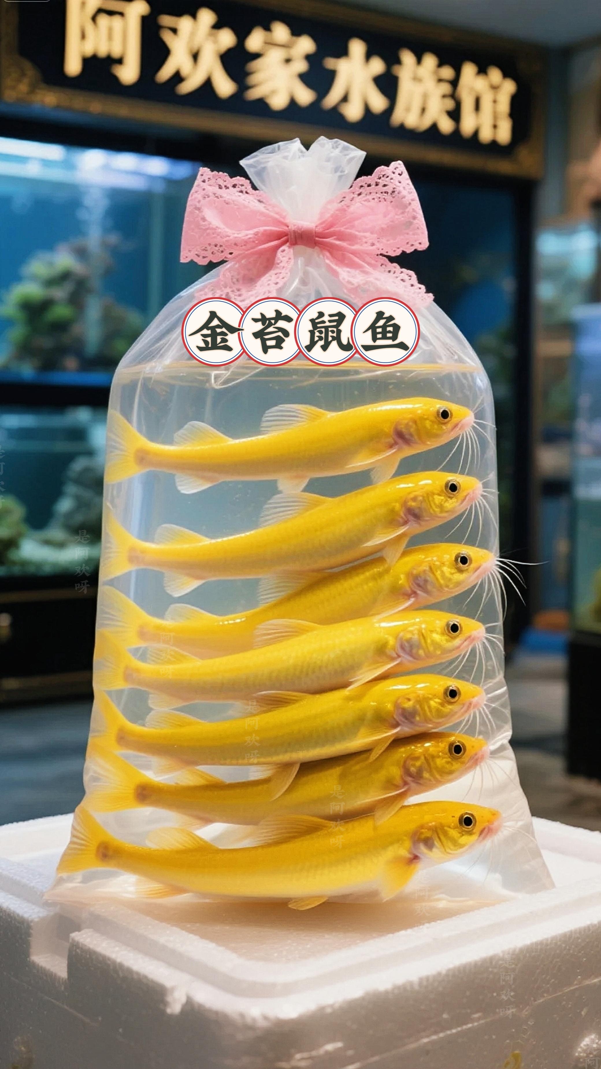 金苔鼠鱼——鱼缸里的“黄金清洁工”✨ 金黄的鳞片在水中闪闪发亮,宛如一条条灵动的小金带穿梭其间,为鱼缸注入活力与光彩。 天生的除藻高手,一进缸就开启“疯狂干饭”模式。无论是绿藻、褐藻,还是散落的鱼食残渣、鱼便,只要是缸里的“杂物”,它都来者不拒,所到之处焕然一新。 比手动擦缸省时省力,甚至比部分过滤设备更贴心。有了它,水质清澈有保障,让你轻松享受洁净透亮的水族世界。 #水族 #鱼缸里的大自然 #观赏鱼 #养鱼日记 #鱼儿自由自在的水中游