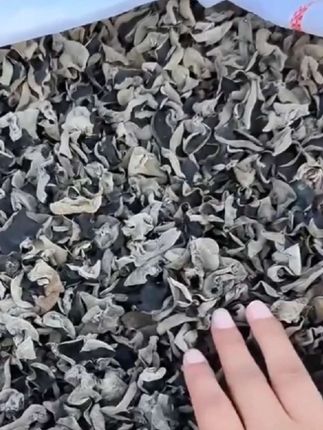 东北秋木耳#强烈推荐 #优质农产品 #抖音助农扶农 #纯天然绿色食品 #木耳
