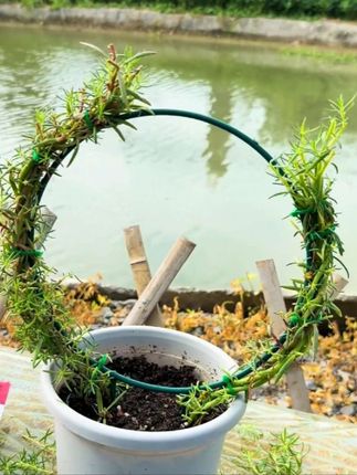 #心形花架 #圆形花架 #爬藤花架 #绿植固定器