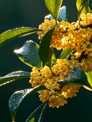 果然,善良是中国人民最默契的本能#中国式团结  #正能量传递  #腾冲  #红卫羊脂皂