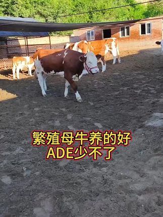 #繁殖母牛#农村养牛 #养牛人