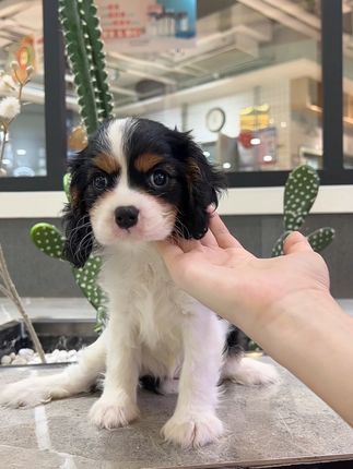 #萌宠出道计划 #萌宠推荐官 #查理王小猎犬 #动物迷惑行为大赏