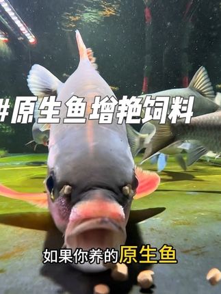 原生鱼增艳饲料推荐 原生鱼增艳饲料推荐、沉水设计、适合各种原生鱼#鱼缸里的大自然 #水族#鱼缸#原生鱼