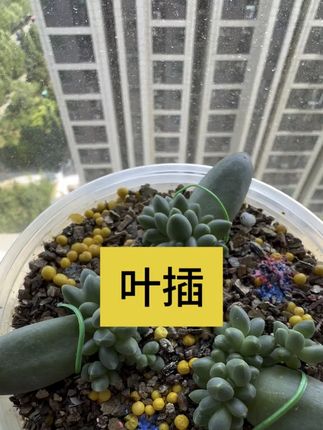 养多肉最好玩的事儿就是叶插,自己繁殖,培育各种小苗#叶插苗 #多肉叶插攻略