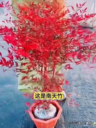 南天竹苗,带土带叶,天气越冷颜色越红,南北方都能种植#南天竹 #南天竹四季不落叶 #爱养花爱生活 #花卉绿植 #阳台庭院均可种植