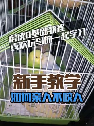 虎皮鹦鹉0基础教程,也适合牡丹玄凤包括麻雀#虎皮鹦鹉训练 #牡丹鹦鹉 #玄凤鹦鹉