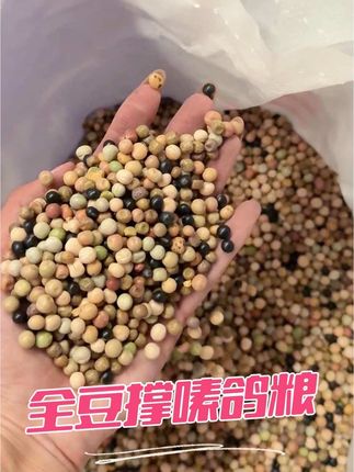 没有小颗粒的一款!全豆撑嗉粮#上热搜 #鸽粮 #赛鸽比赛 #赛鸽信鸽 #撑嗉鸽粮