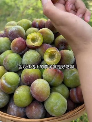 #优质农产品 #强烈推荐 云南昭通绥江半边红李子。喜欢吃的赶紧来了。