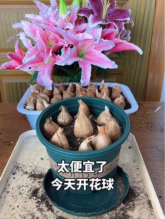 #香雪兰 新手拍带盆栽好,浇水就出芽