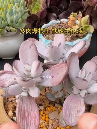 【多肉爆根王】快速生根液,壮苗剂多肉植物通用控释养花水肥营养液正品。它不但可以让多肉爆发式生根,还能促进主根和毛细根的生长,主根粗壮、毛细根发达,形成更庞大的根系。#多肉养护 #爆根原液 #生根剂 #多肉控 #好物推荐🔥