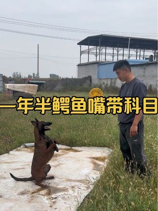 #训练马犬 #原创视频 #萌宠 @抖音创作小助手