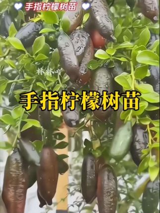 #手指柠檬 树苗来了~ 植株矮小~可观叶赏花吃果~果实如手指般大小~家里庭院阳台空地空花盆都可以种植……#阳台小院均可种植 #家庭种植 #爱生活爱养花#果苗种植 手指柠檬树苗适应性强,盆栽、地栽都可以养好,只要充足光照与适量水分,即使是园艺新手也能轻松驾驭。我们的树苗都是精心培育的,每一株都经过精心筛选,根系发达、枝干茁壮,果子成熟,后~切开果皮,晶莹的“鱼子酱”果粒瞬间溢出,咬破时酸甜爆汁的口感层次分明,既有柠檬的清爽,又带着柑橘的芳香,无论是用来制作创意饮品、点缀甜品,还是搭配海鲜料理,都很不错