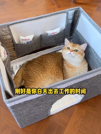 猫咪夏季空调窝#萌宠 #猫咪 #科学养宠 #养猫人