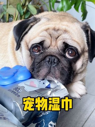 大包装宠物湿巾只需9块9到手80片,哪里脏了擦哪里,太划算了#宠物湿巾 #狗狗湿巾 #萌宠好物 #养狗人 #新手养狗