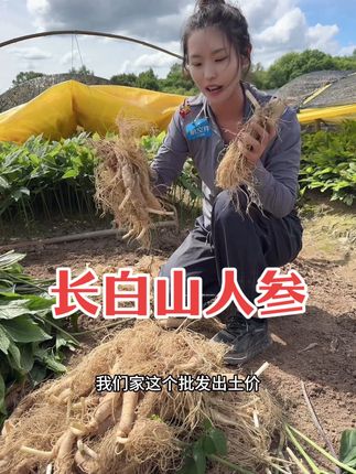 #人参 不用再多花冤枉钱了,产地批发的价格买到好参!