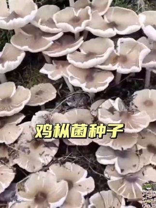 #鸡枞菌 #人工种植鸡枞 #菌种 #在家种蘑菇 #三农