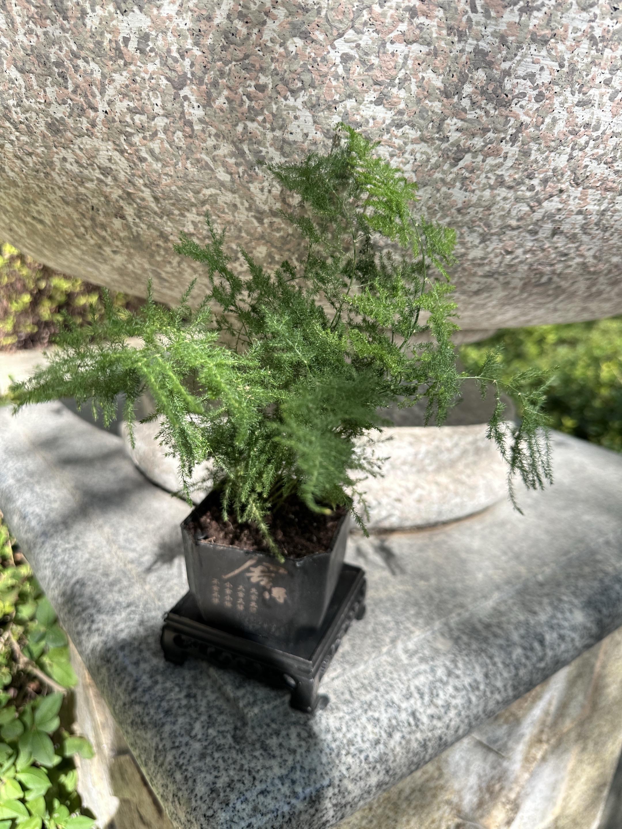 物流包装:没漏泥土,完好无损。 新鲜度:土壤湿润,枝繁叶茂。 搭配效果:底坐和盆,小巧玲珑。 卖家服务:发货及时,说话算话。#我在抖音买买买
