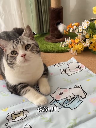 买回去给自己用也行,冰冰凉凉的,夏天很好用#萌宠好物 #养猫新手 #冰垫 #冰垫坐垫